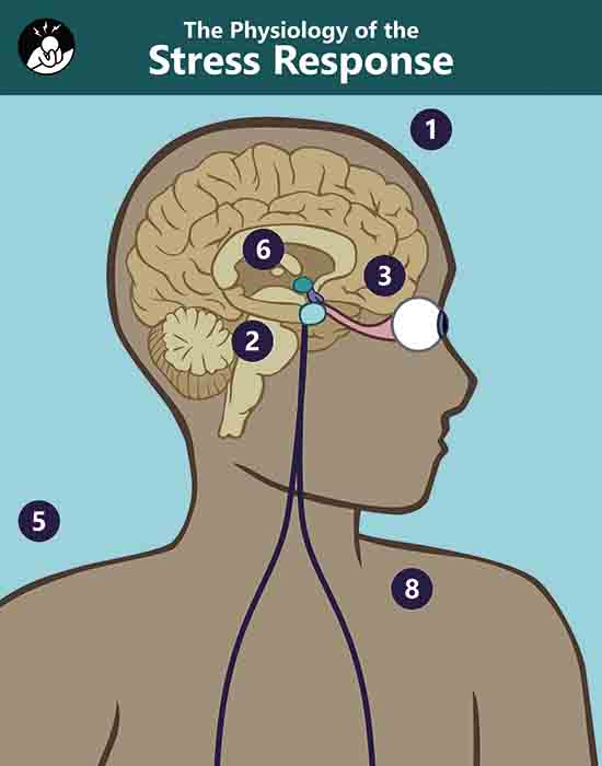 Stress Physiology